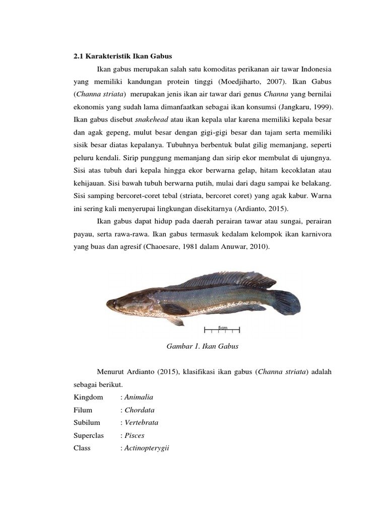 Terdeteksi di MBG, Apakah Bakteri Bacillus cereus Berbahaya?