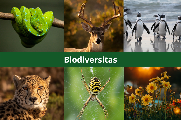 Apa Itu Biodiversitas: Arti, Contoh, dan Pentingnya