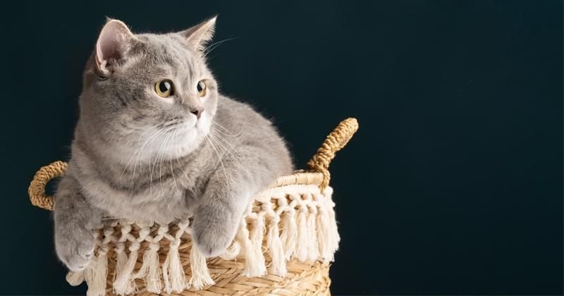 250 Nama Kucing Jepang N-Z Beserta Maknanya