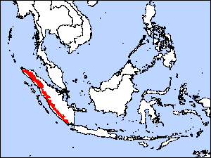 5 Fakta Menarik Paok Delima, Burung Cantik yang Pemalu