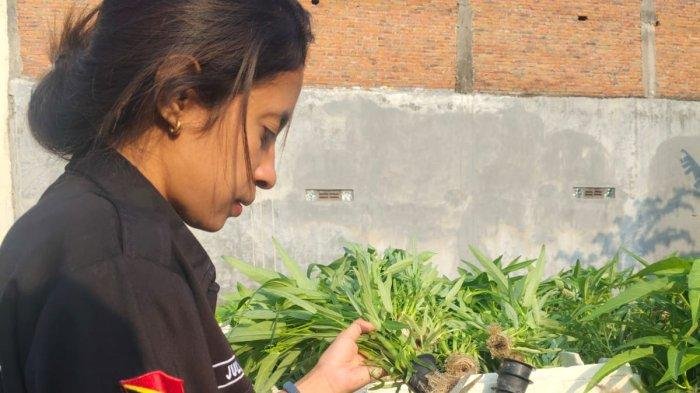 Milenial Solo Sukses Ubah Hijau Daun Jadi Hijau Uang dengan Hidroponik