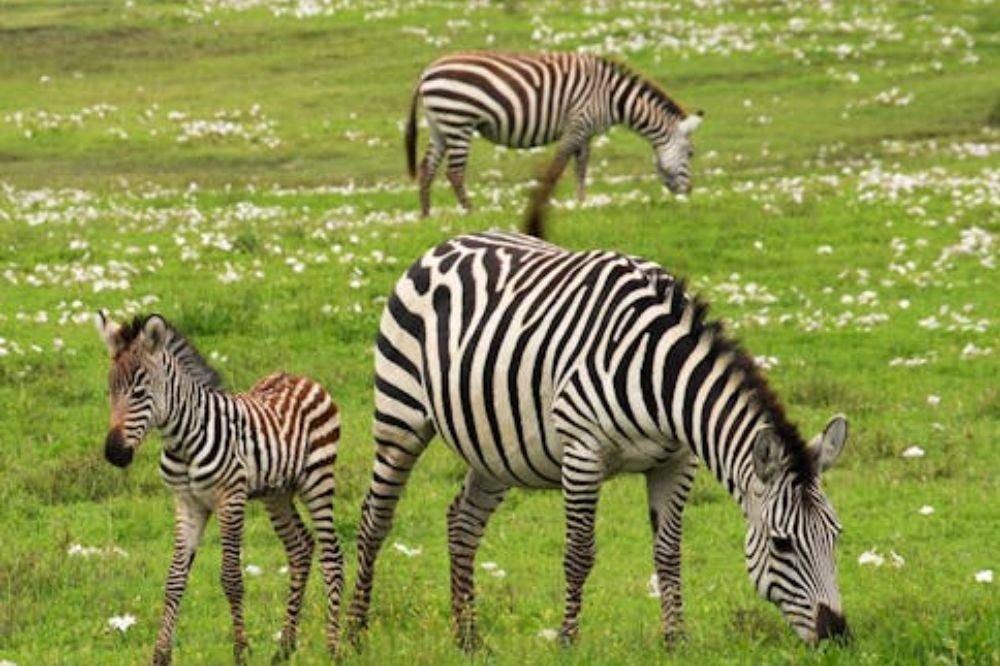 15 Fakta Menarik tentang Hewan untuk Bercerita pada Anak