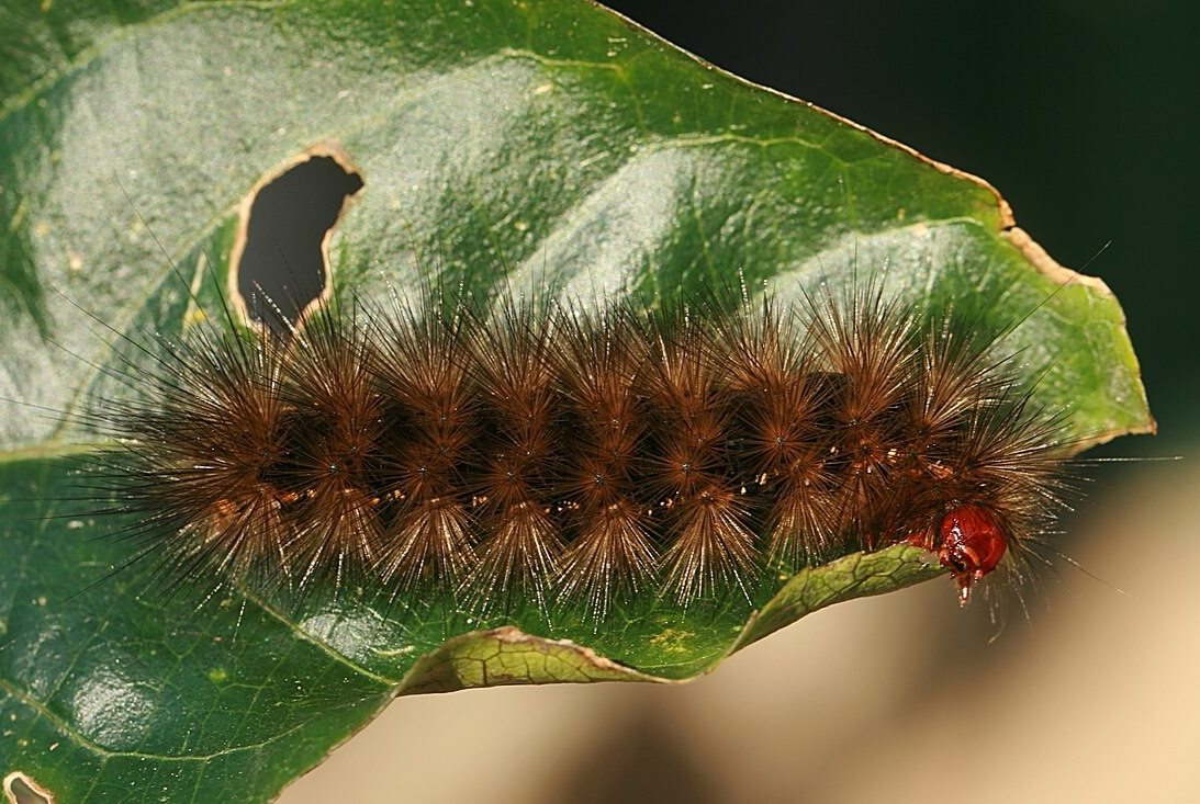 Berapa Lama Gatal Ulat Bulu Menghilang? Ini Jawabannya!