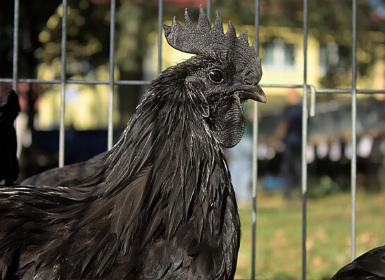 5 Fakta Menarik Ayam Cemani, Burung Hitam Mistis yang Langka
