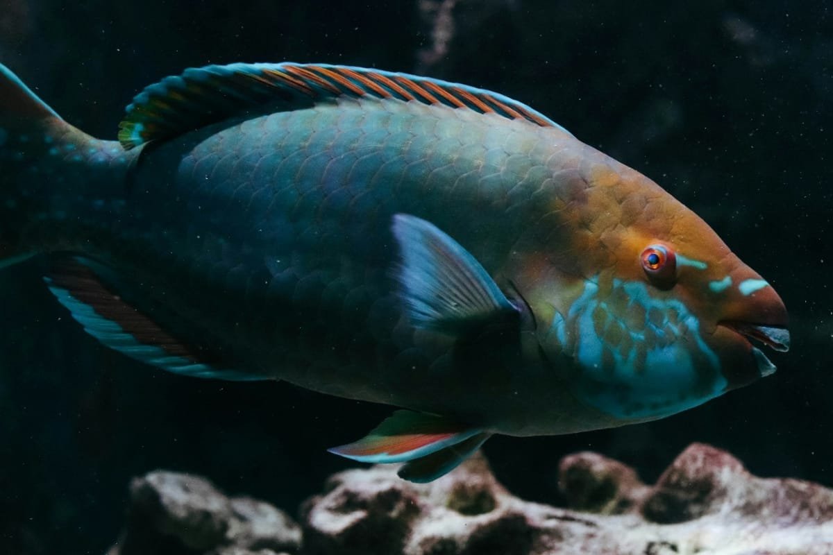 Ikan Kaka Tua dan Rahasia Pantai yang Tersembunyi