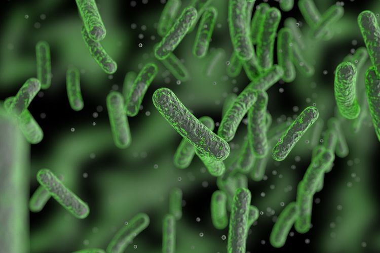 Keracunan MBG: Dampak Salmonella dan Bacillus Cereus pada Siswa