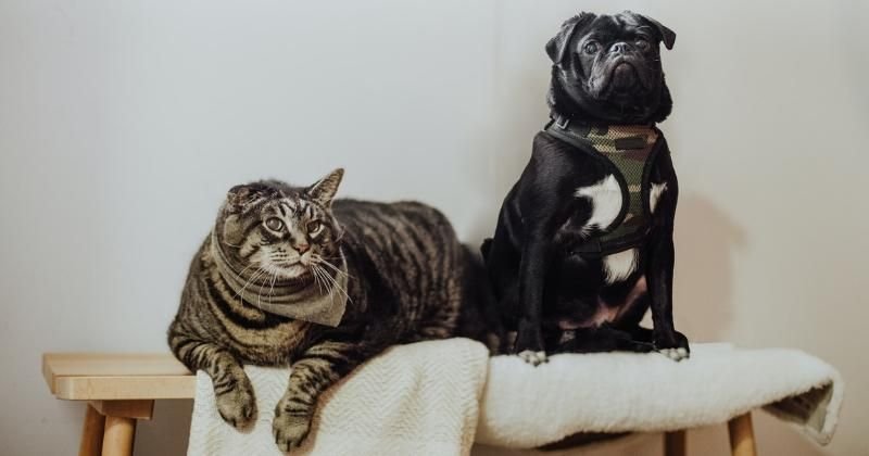 Cara Mengatasi Stres Hewan Peliharaan