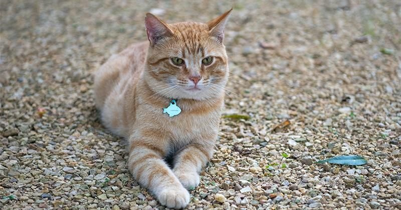 250 Nama Kucing Lucu Argentina A-Z, Makna Unik!