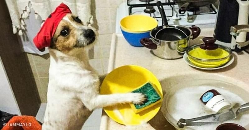 10 Foto Lucu Hewan Kesayangan saat Tertangkap Kamera