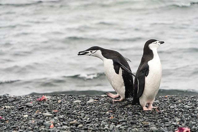 5 Burung Menyelam yang Mencuri Perhatian