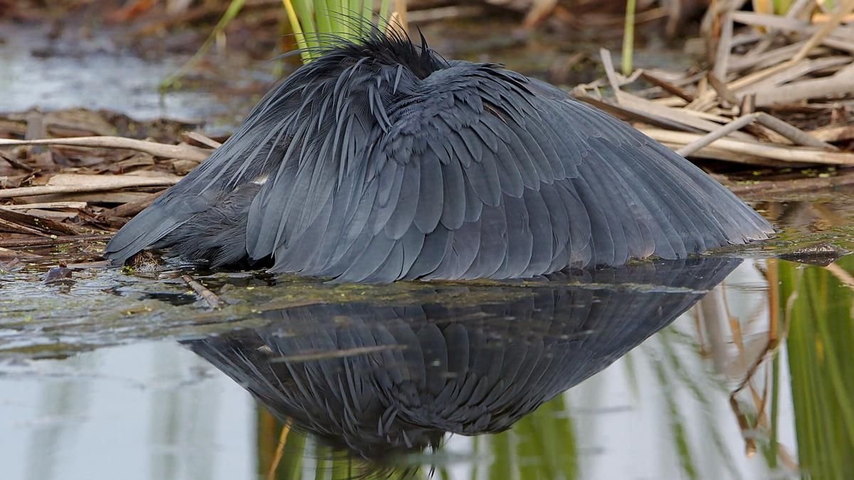 5 Trik Cerdik Hewan dalam Menangkap Mangsa, Membutuhkan Akurasi Tinggi!