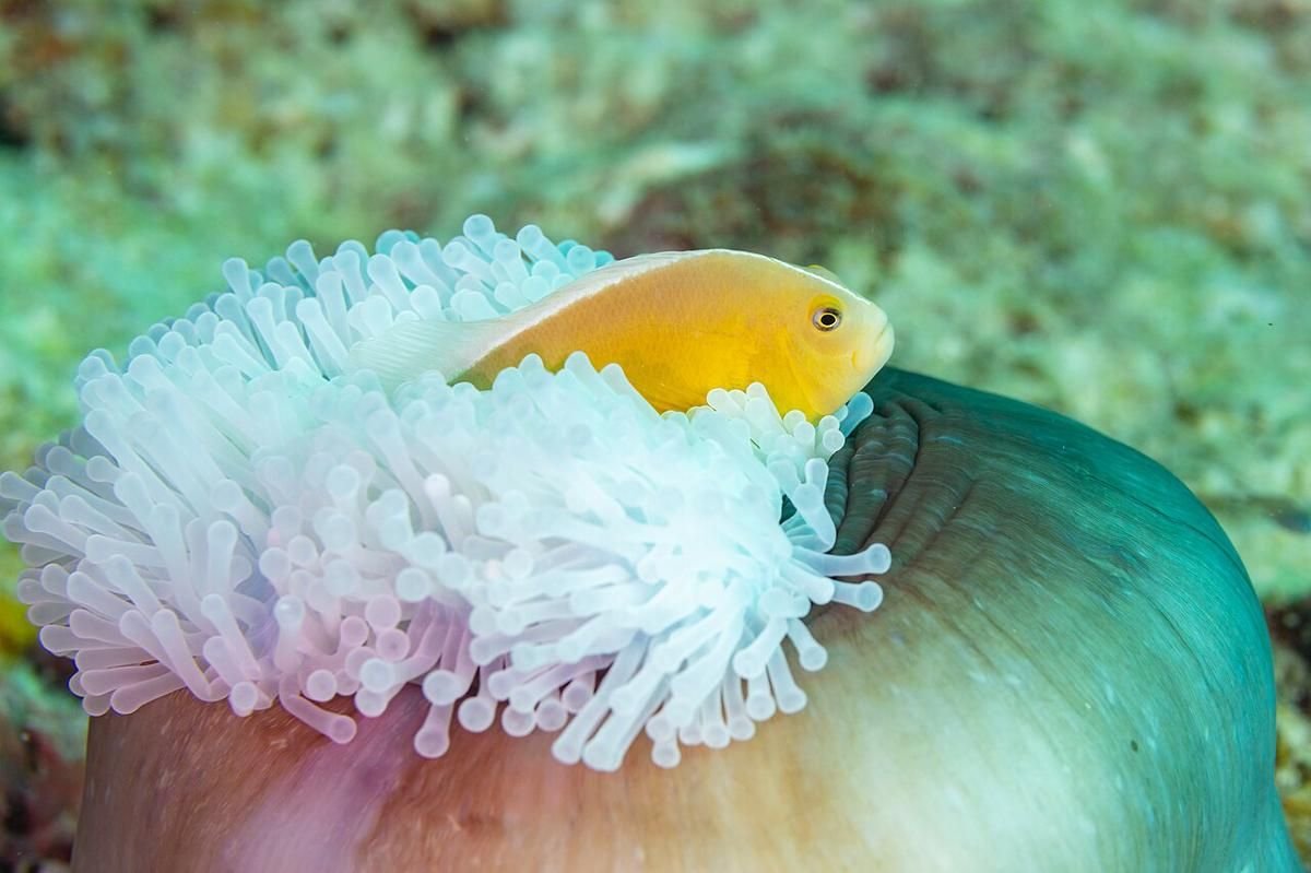 5 Fakta Menarik Ikan Amphiprion yang Tinggal di Anemon Laut
