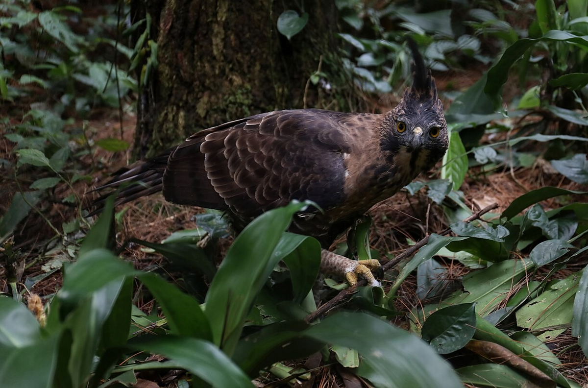 5 Elang Berbeda dari Genus Nisaetus, Sering Terbang di Hutan dan Pegunungan