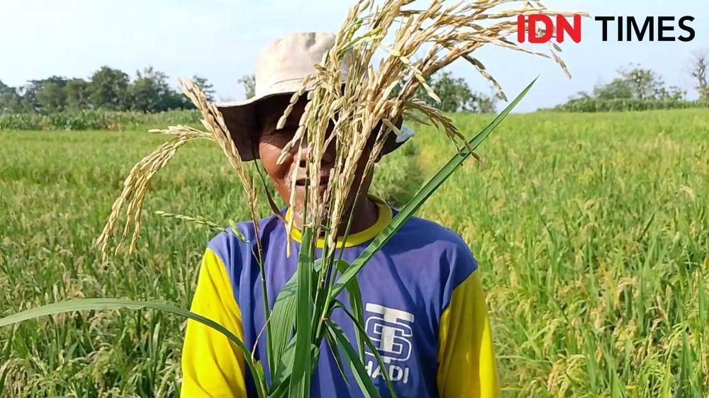 Satu Tahun Pemerintahan Prabowo, Petani Lebih Diperhatikan