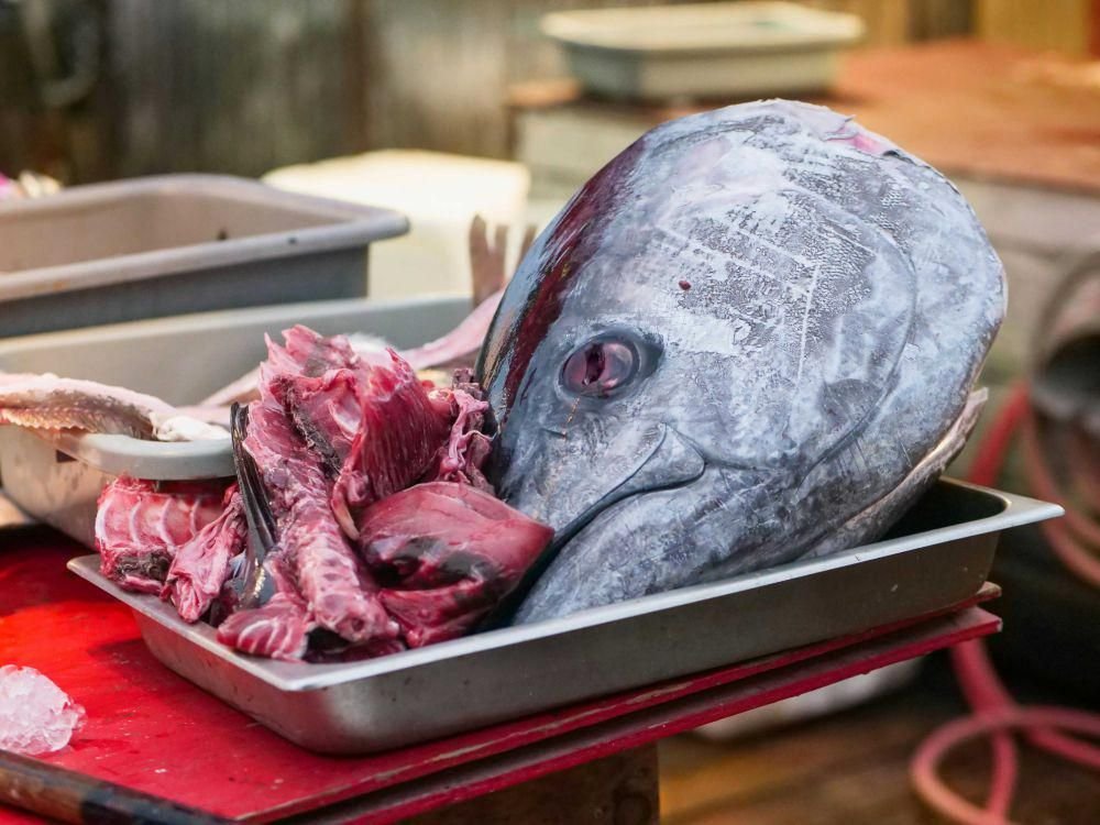 Ikan Tuna Beracun, Aman Dikonsumsi?