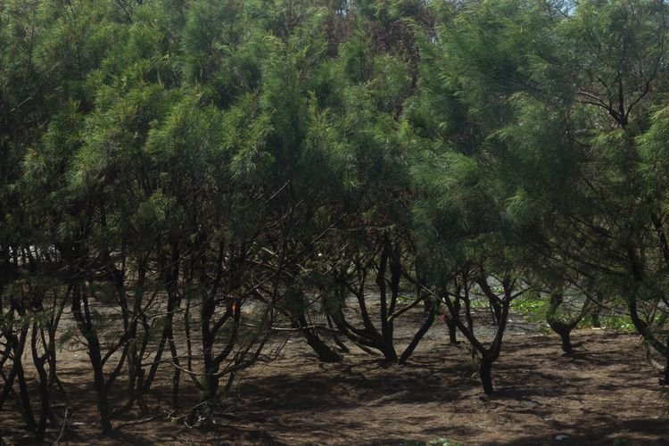 Peneliti Temukan Emas Tersembunyi di Pohon Natal Norwegia