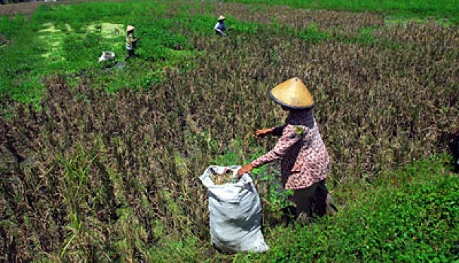 Cara Petani Boyolali Tingkatkan Produksi Beras dengan Pertanian Berkelanjutan
