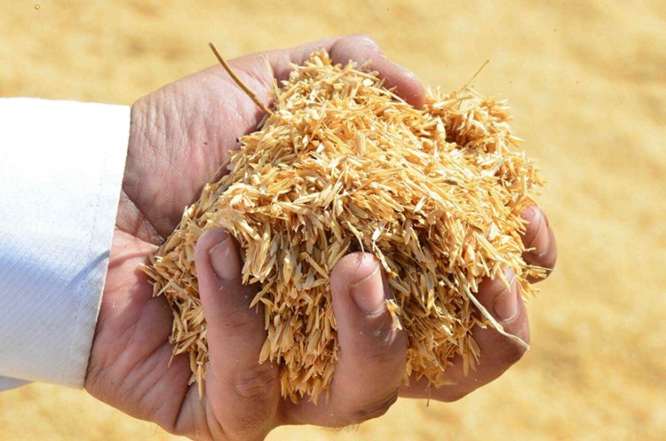 PTBA Uji Coba Co-Firing Briket Kayu di PLTU Tanjung Enim, Langkah Menuju Energi Bersih