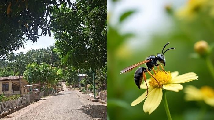 Kesaksian Suhadi: Korban Mursalih Disengat Tawon di Perkebunan Idumun Boltim