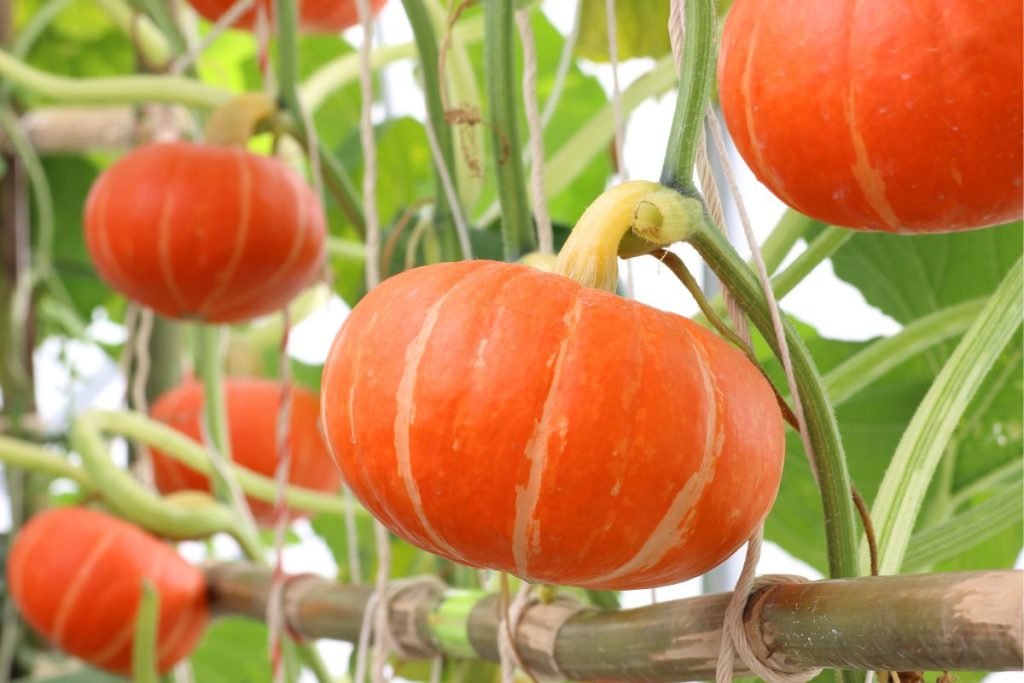 Labu Siam dan Udang, Rasa Sederhana yang Menggugah Selera