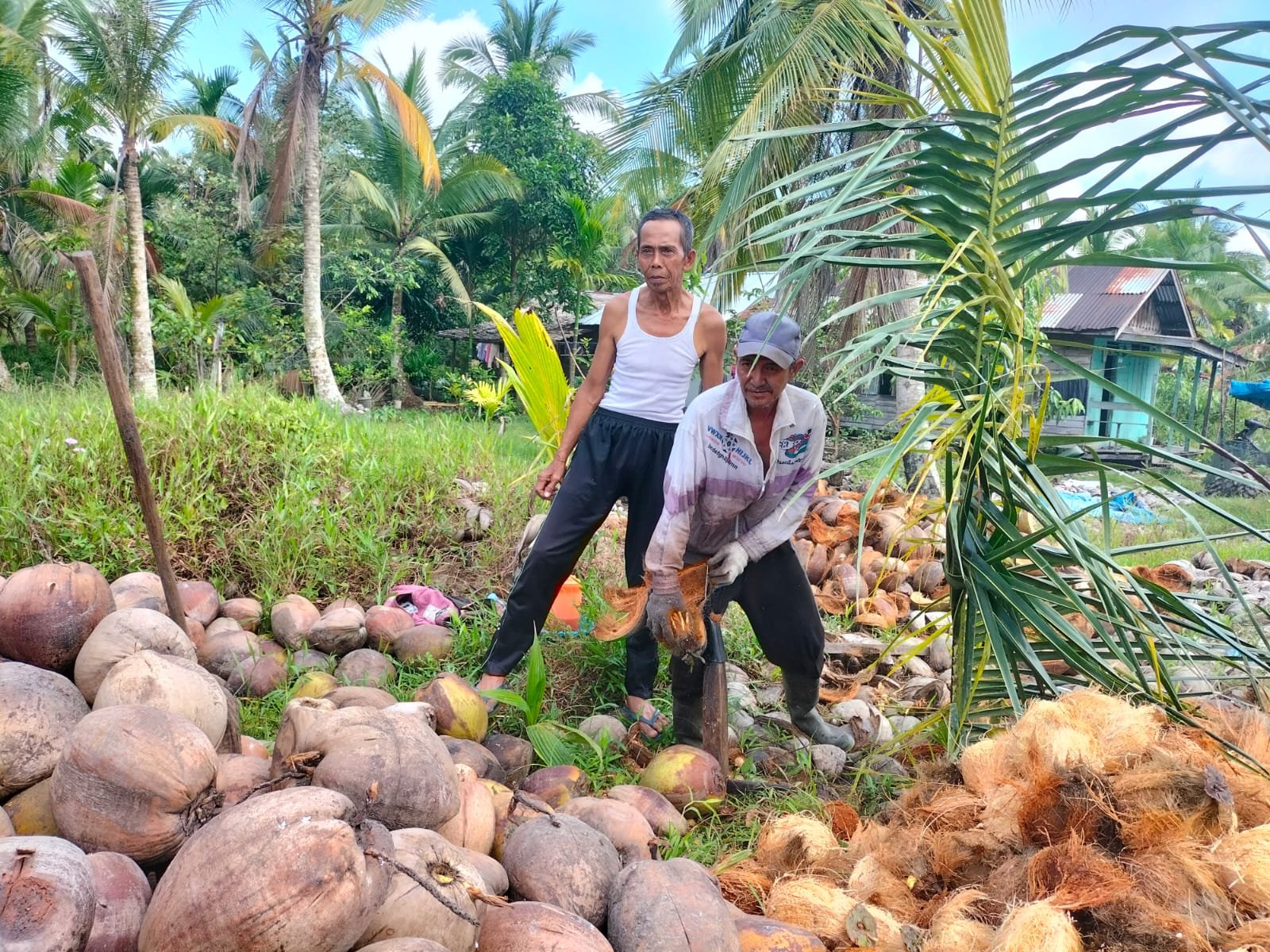 Ketika Laut Menerjang Kebun Kelapa, Masa Depan Warga Terancam