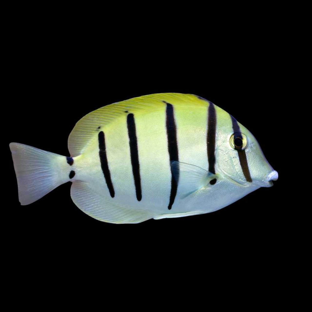 Jadwal Acara MDTV Penuh, Minggu 12 Oktober 2025