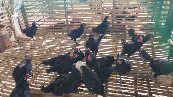 Ayam Murung Panggang HSU Jadi Ternak Lokal Baru, Surli Harus Jaga Saat Kawin Silang