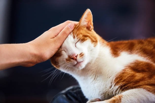 KH M Yusuf Sidenreng di Maulid Bosowa: Pemimpin yang Selalu Minta Didoakan, Ciri Orang Thawadu