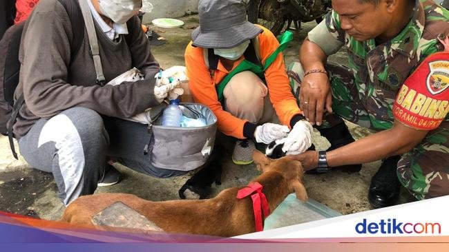 Pemkab Jembrana Perkuat Sinergi Lawan Rabies dengan Vaksinasi dan Sterilisasi