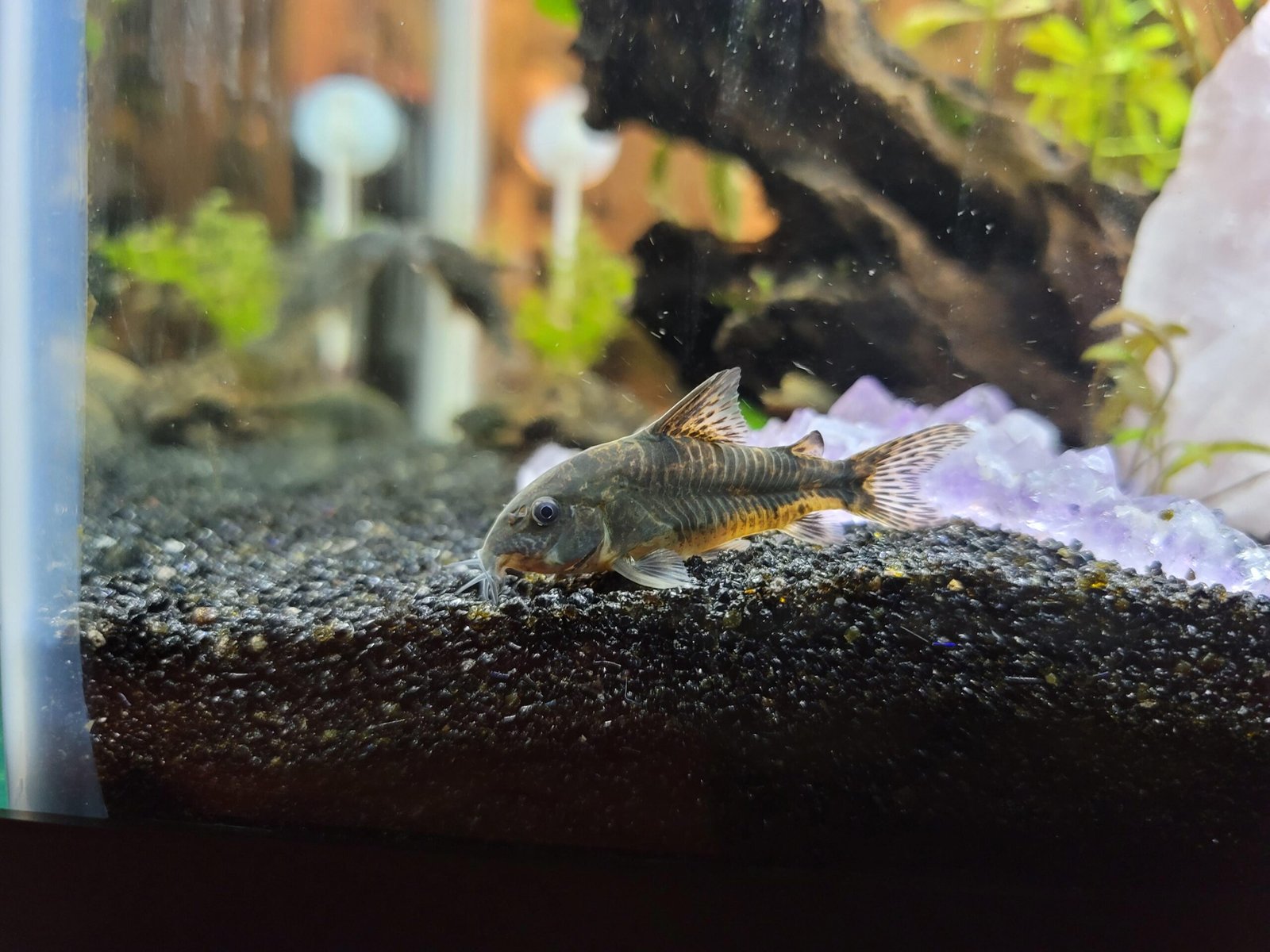 Ramalan Zodiak Capricorn Hari Ini: Emosi Diuji, Tenangkan Hati